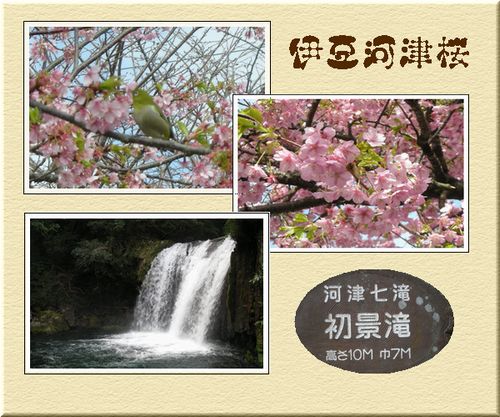 河津桜