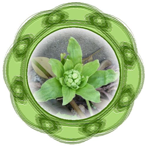 蕗の薹
