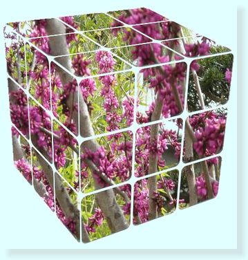 蘇芳