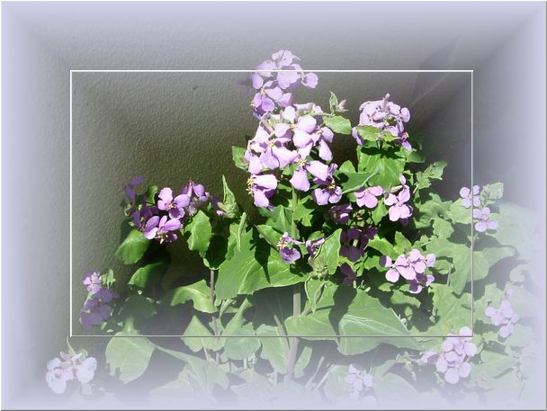 花大根