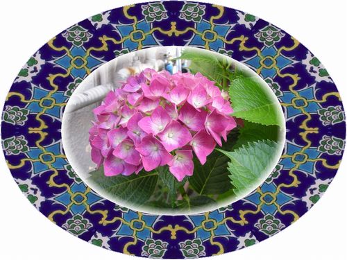 紫陽花
