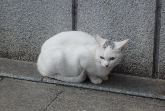 駅前猫