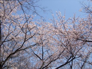 kansakura02.JPG