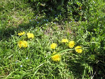 野の花もたくましく