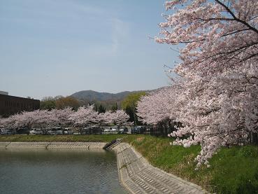 満開の桜