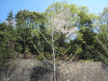 桜をバックに銀杏の新芽