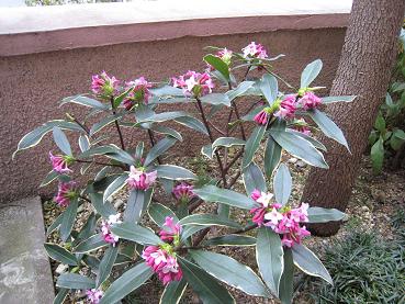 沈丁花　５分咲きですぅ＾＾