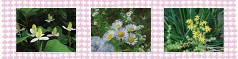 野の花