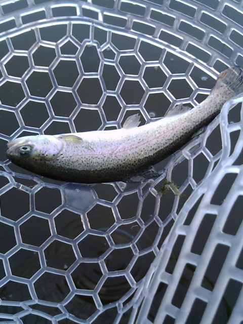座間養魚場