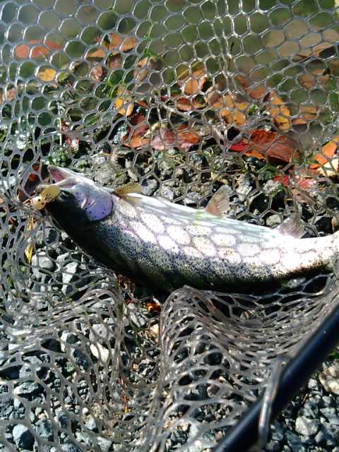尾瀬釣行