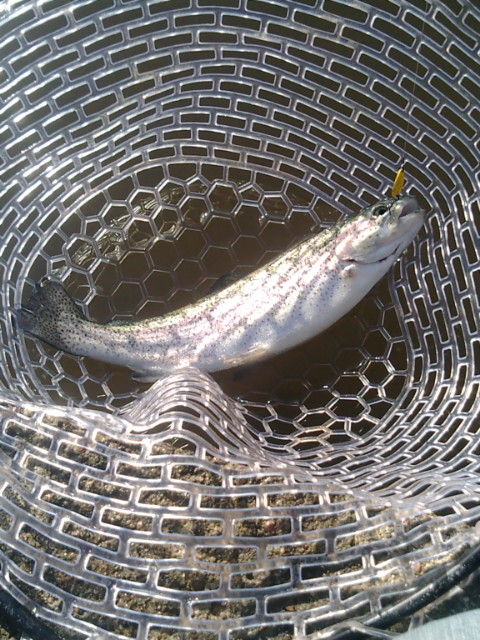座間養魚場