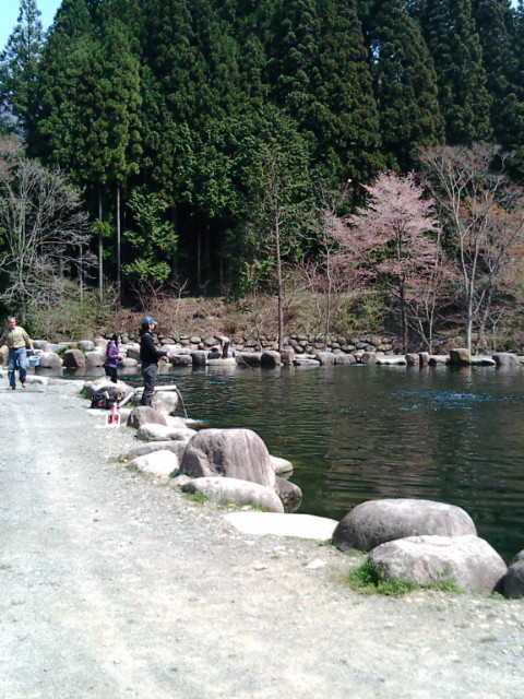 発光路の森