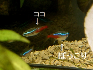 お魚 黒姫 ちくわ 楽天ブログ