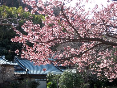 川端公園の桜2011.2.13.jpg