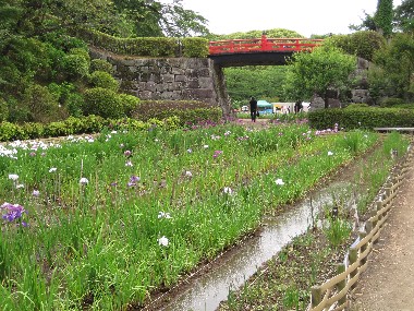 小田原城　花菖蒲展２.jpg