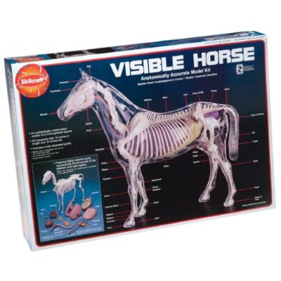 THE　VISIBLE　HORSE