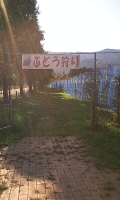 ぶどう狩り１