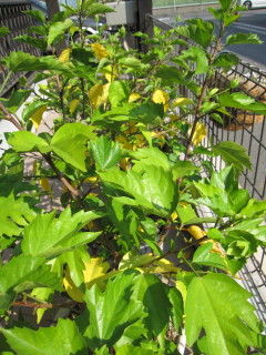 20091029　ハイビスカス