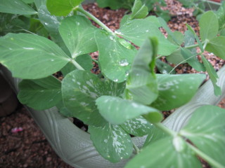 20091101　サヤエンドウ