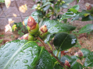 20091101　つばき