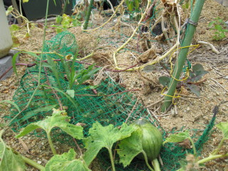 20090909　荒れた畑