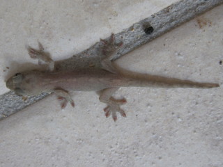 やもりのあかちゃん1