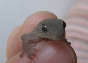 やもりのあかちゃん2