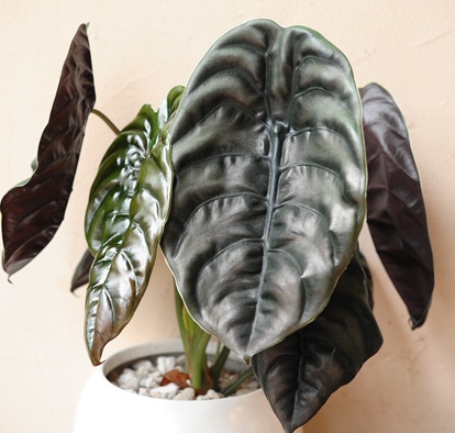 アロカシア クプレア.jpg