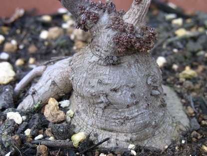 イポメア・ピンクムーンバイン 塊茎.jpg