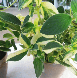 ストレプトカーパス 斑入り.gif