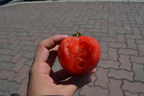 DSC_0139.jpg