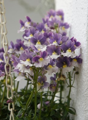nemesia2560.JPG