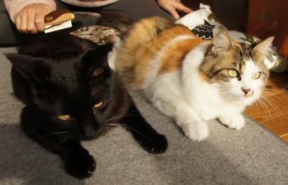 nekoge2541.JPG