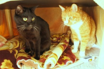 nekotatu02520.JPG