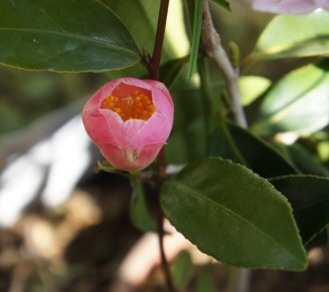 chacahime02701.JPG