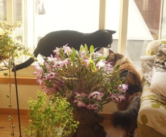 funWindow2006.JPG