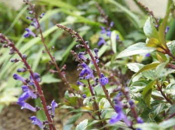 tatunamiso02100.JPG
