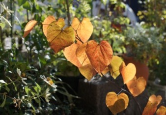 Forestpansy1118.JPG