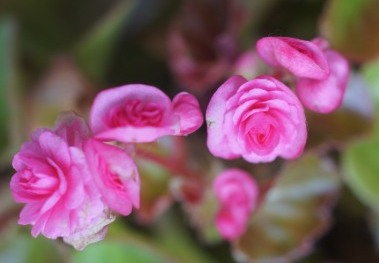 begonia2506.JPG