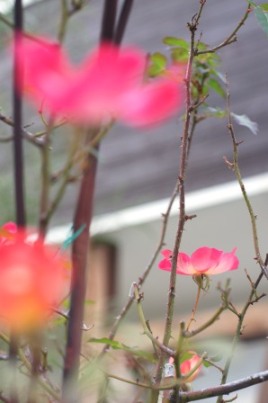 coctail02510.JPG