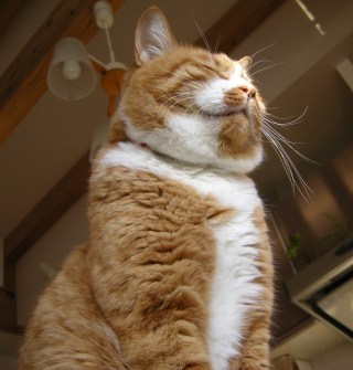 Memanzoku6196.jpg