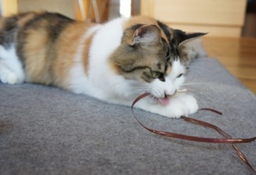maru2724.JPG