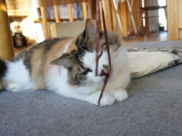 maru2725.JPG