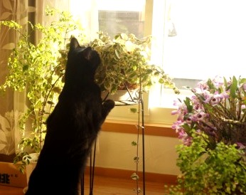 funMint02004.JPG
