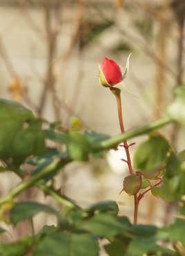 naema2127.JPG