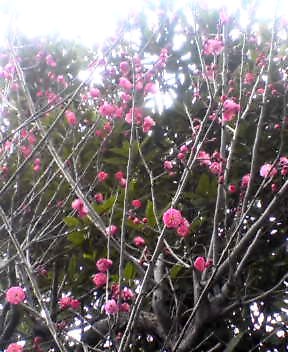 紅梅