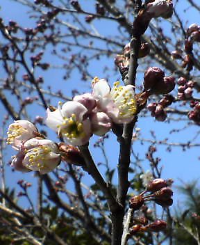 さくらんぼの桜
