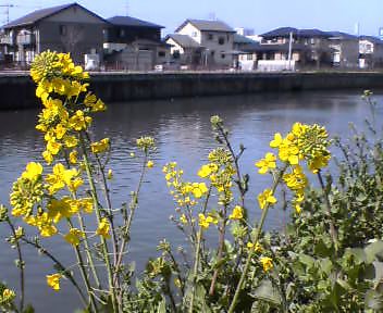 菜の花