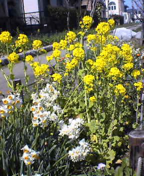 菜の花2