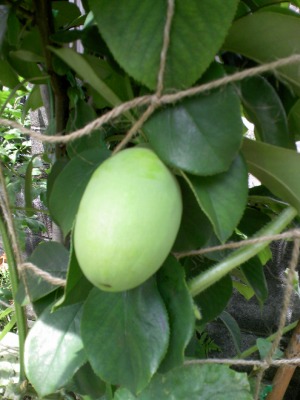 a-20090701 013.jpg